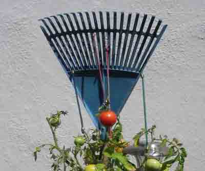 Raking the Tomatoes