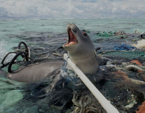 Great Pacific Garbage Patch_foca