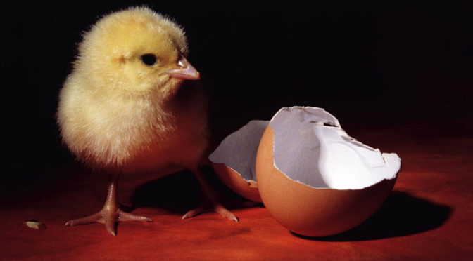 What Came First, The Chicken Or The Egg?